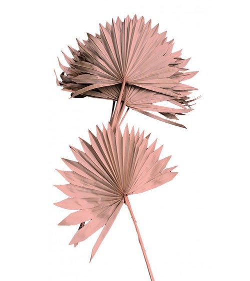 Getrocknete Palmenblätter mit Stiel - altrosa - 10 Stück